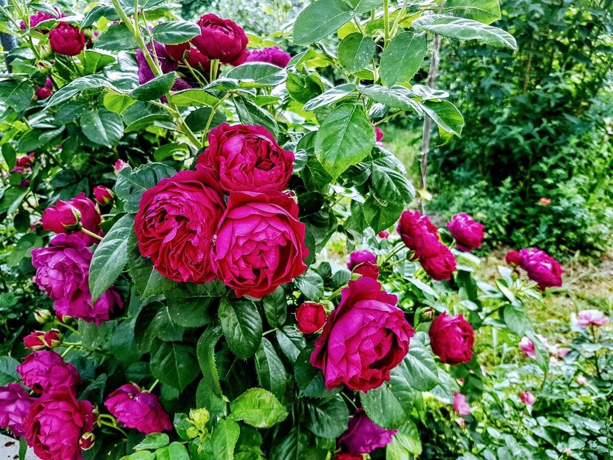Роза помпонелла: описание сорта и характеристики, посадка, выращивание и уход с фото