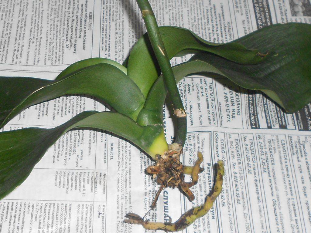 Как оживить орхидею: что делать, если цветок начал погибать и умирать, как не дать растению погибнуть, если его залили, как реанимировать в домашних условиях?