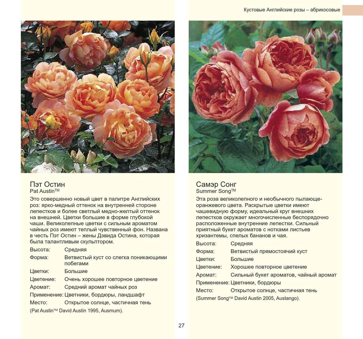 Роза анжела (angela) — характеристика сорта