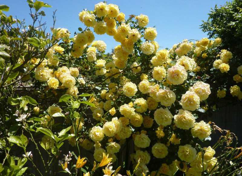 Плетистая роза (60 фото) - виды, выращивание, уход и посадка
