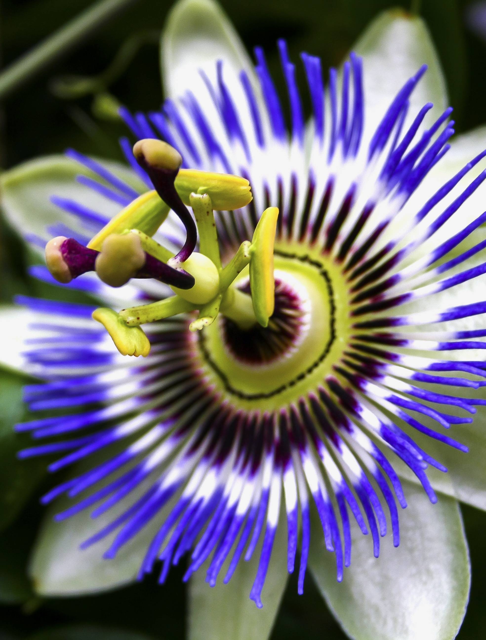 Пассифлора домашняя или страстоцвет — лиана со съедобными плодами: описание, виды, выращивание, посадка и уход, размножение (80+ фото & видео) +отзывы