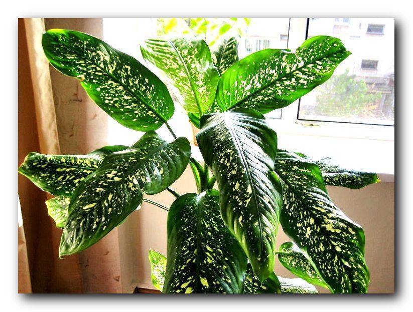 Диффенбахия: выращивание «тропического сорняка» у себя дома