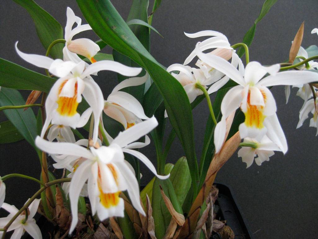 Орхидея целогина: уход в домашних условиях и виды