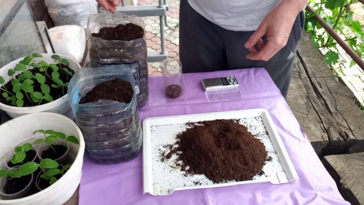 Эффективная подкормка для комнатных растений — кофейная гуща как полезное удобрение