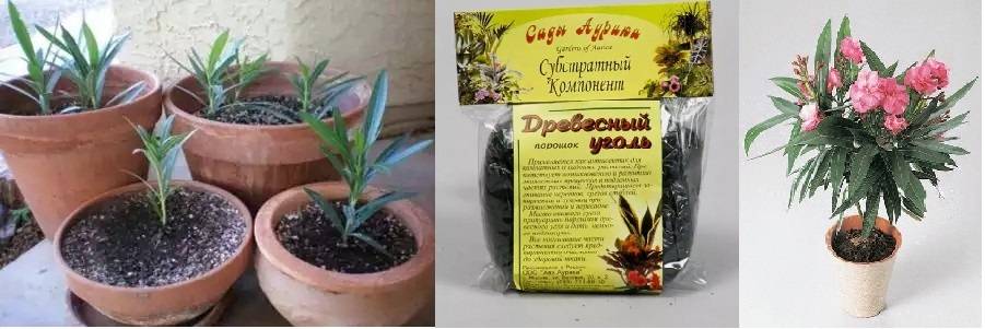 Тропические цветок олеандр: уход в домашних условиях, пересадка и размножение - sadovnikam.ru