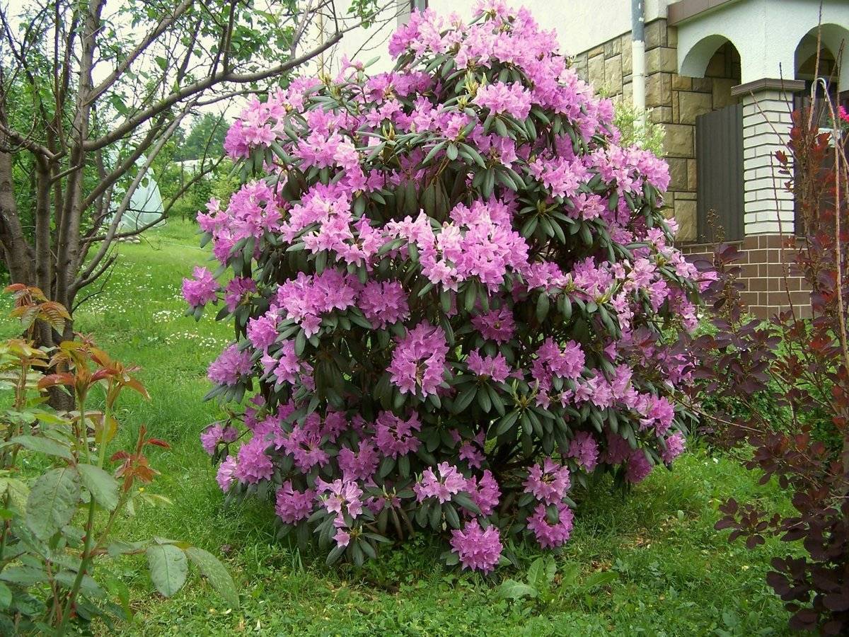 ✅ декоративные кустарники которые цветут все лето - питомник46.рф