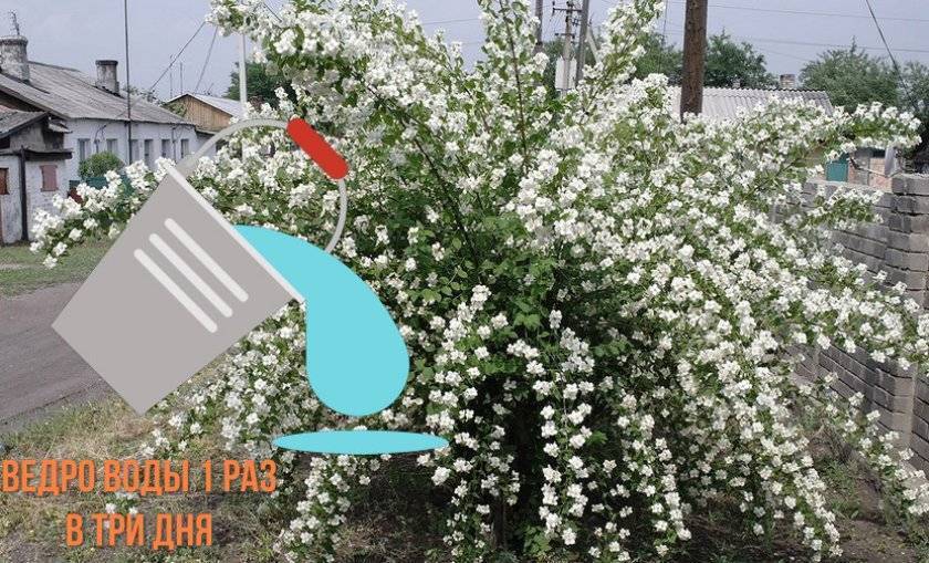 Почему не цветет жасмин садовый и что делать