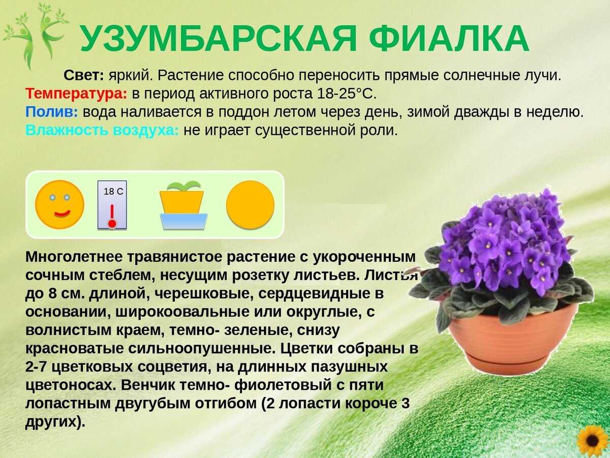 Глориоза – выращивание и уход в домашних условиях | floravdome.ru
