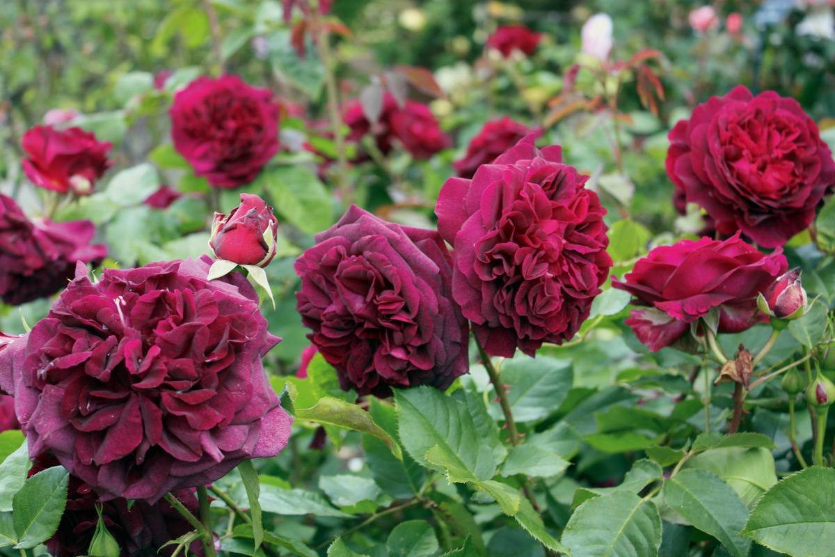 Розы шрабы - лучшие сорта (фото + описание + название)