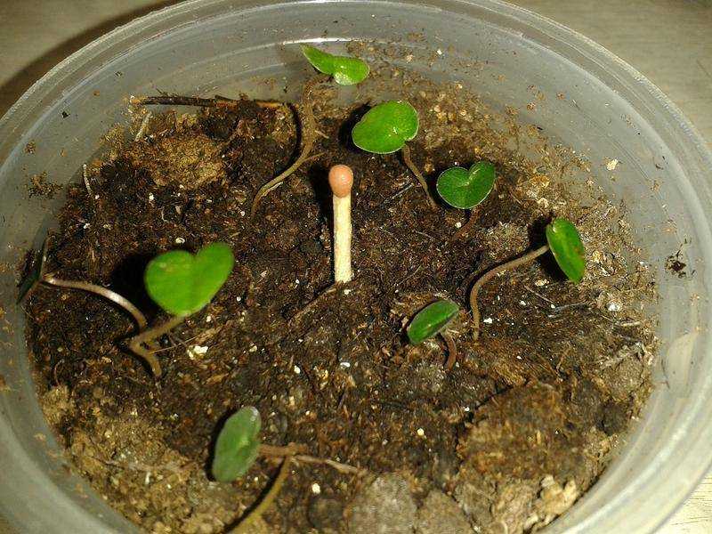 Выращивание цикламена из семян в домашних условиях