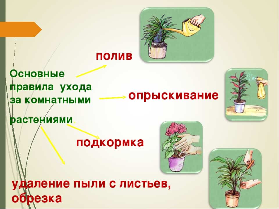Особенности ухода за комнатными растениями в домашних условиях: уход за комнатными цветами