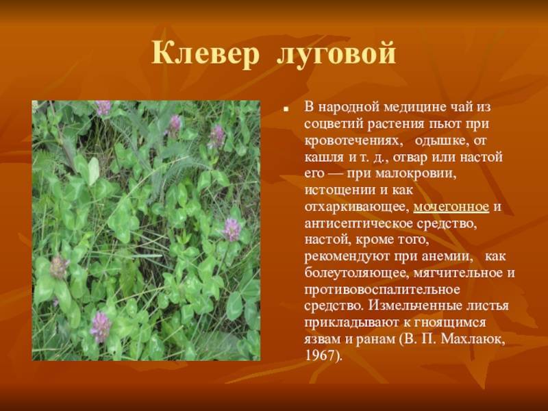 Клевер луговой: лечебные свойства и противопоказания, посадка и уход в саду, фото