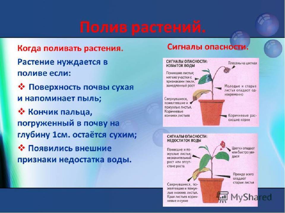 Цветок нолина (бокарнея): уход в домашних условиях, выращивание из семян рекурвата, пересадка, как быстро растет