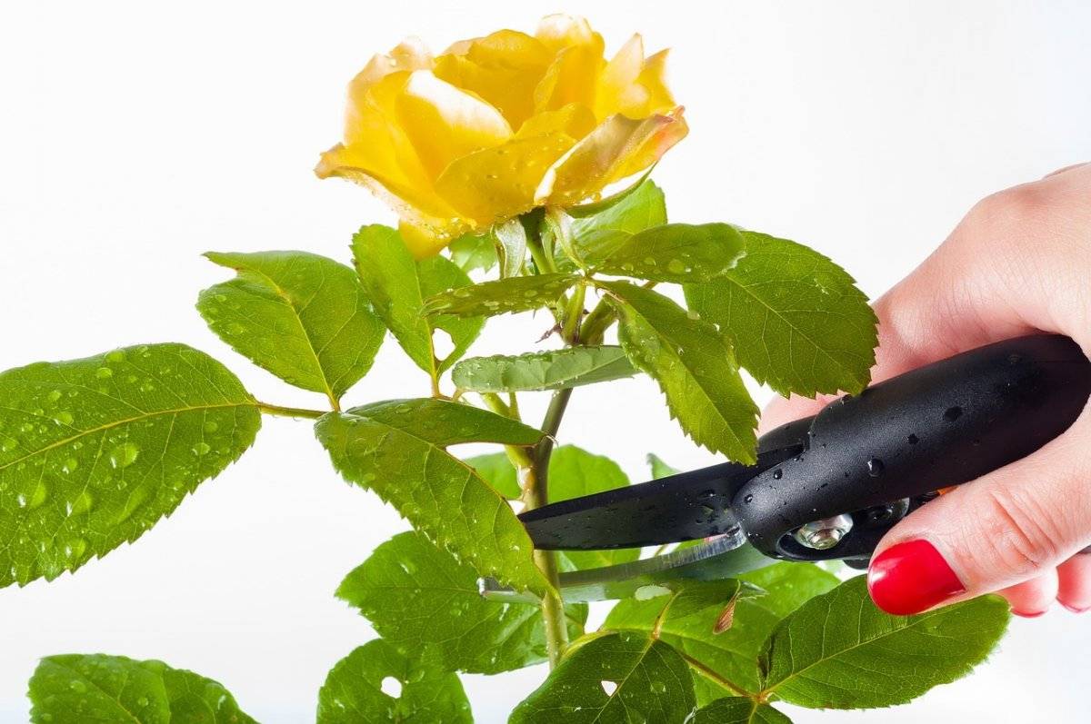 Как обрезать комнатную розу: способы и методы