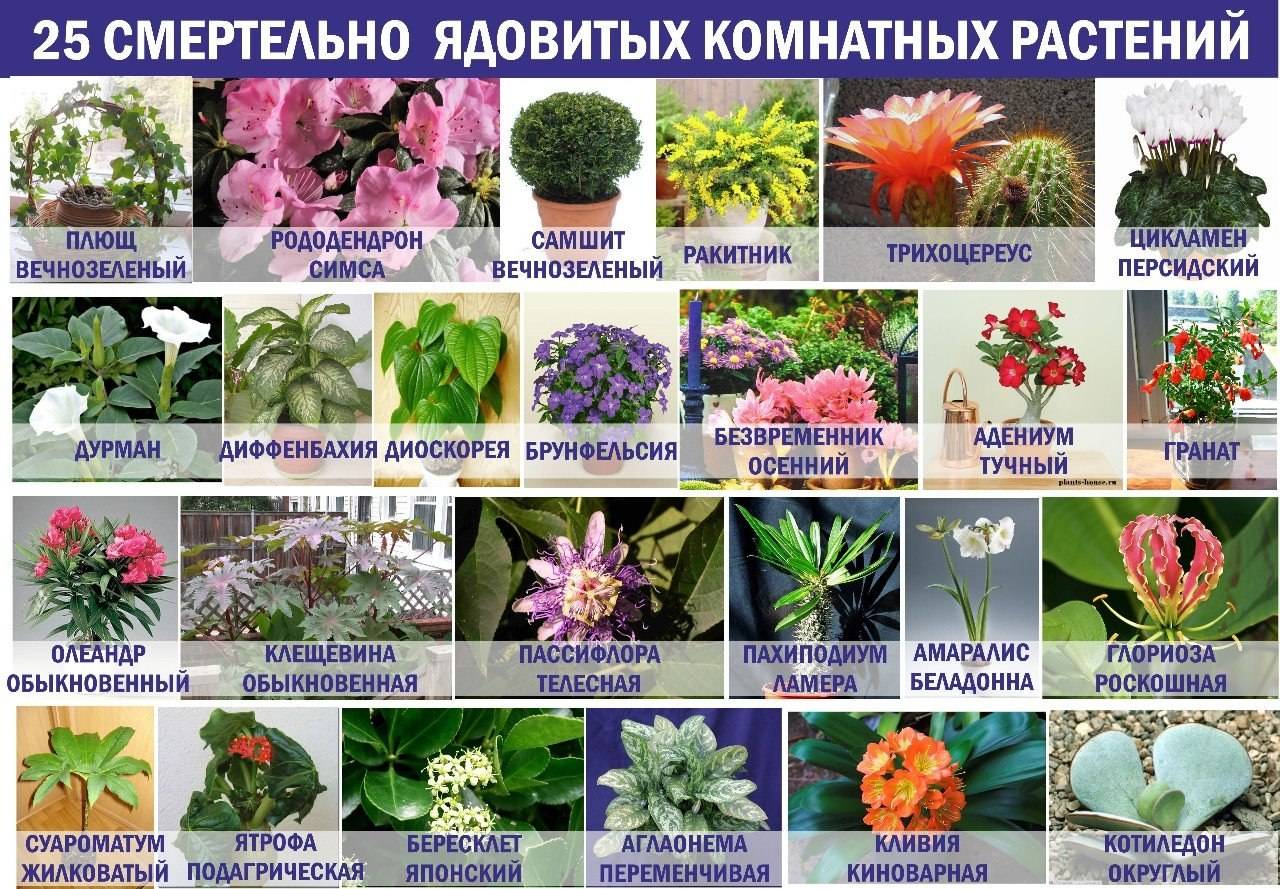 Комнатные цветы, опасные для домашних животных