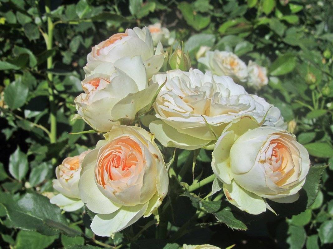Сорт роз из группы флорибунда пастелла: характеристики повторноцветущей культуры