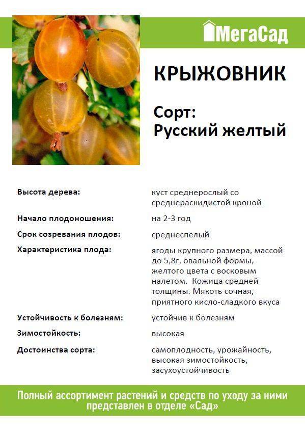 Крыжовник Русский желтый — преимущества и недостатки