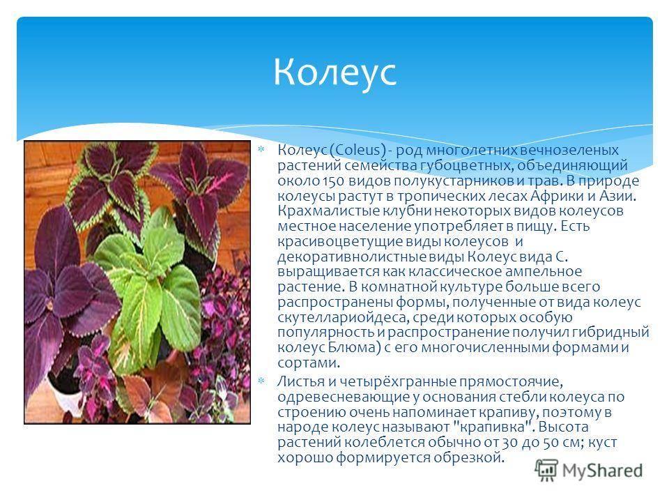 Колеус: фото, виды, особенности выращивания. колеусы в ландшафтном дизайне - sadovnikam.ru