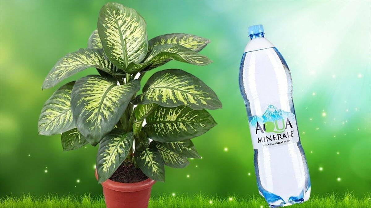 Вода для полива растений и цветов: какую лучше использовать