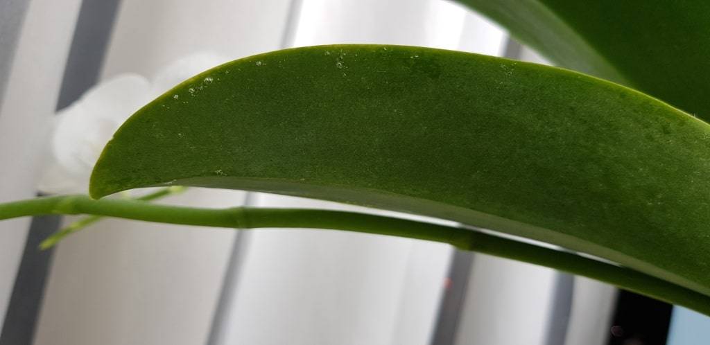 На листьях орхидеи появились липкие капли, что делать: как лечить растение, почему оно может покрыться снизу белым налетом и чем его обработать, если это случилось?