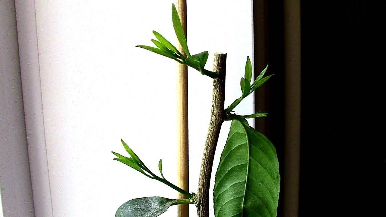 Авокадо. уход и выращивание в домашних условиях. как вырастить авокадо из косточки