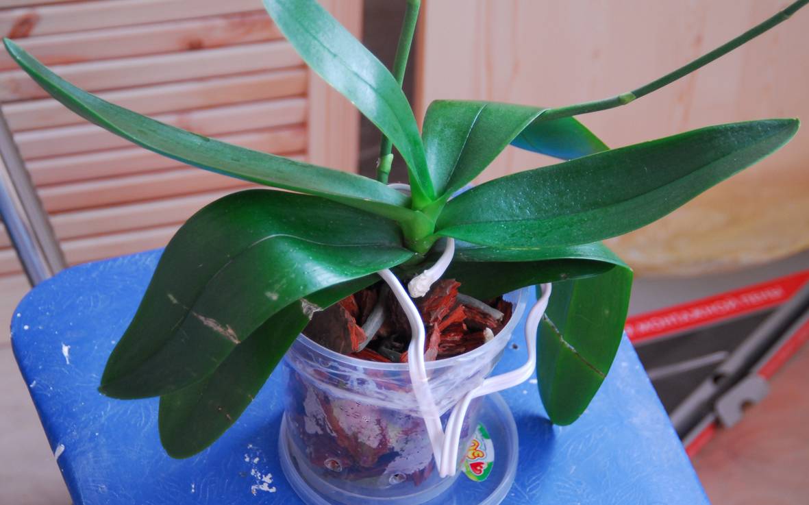 Как заставить орхидею цвести в домашних условиях: полезные советы