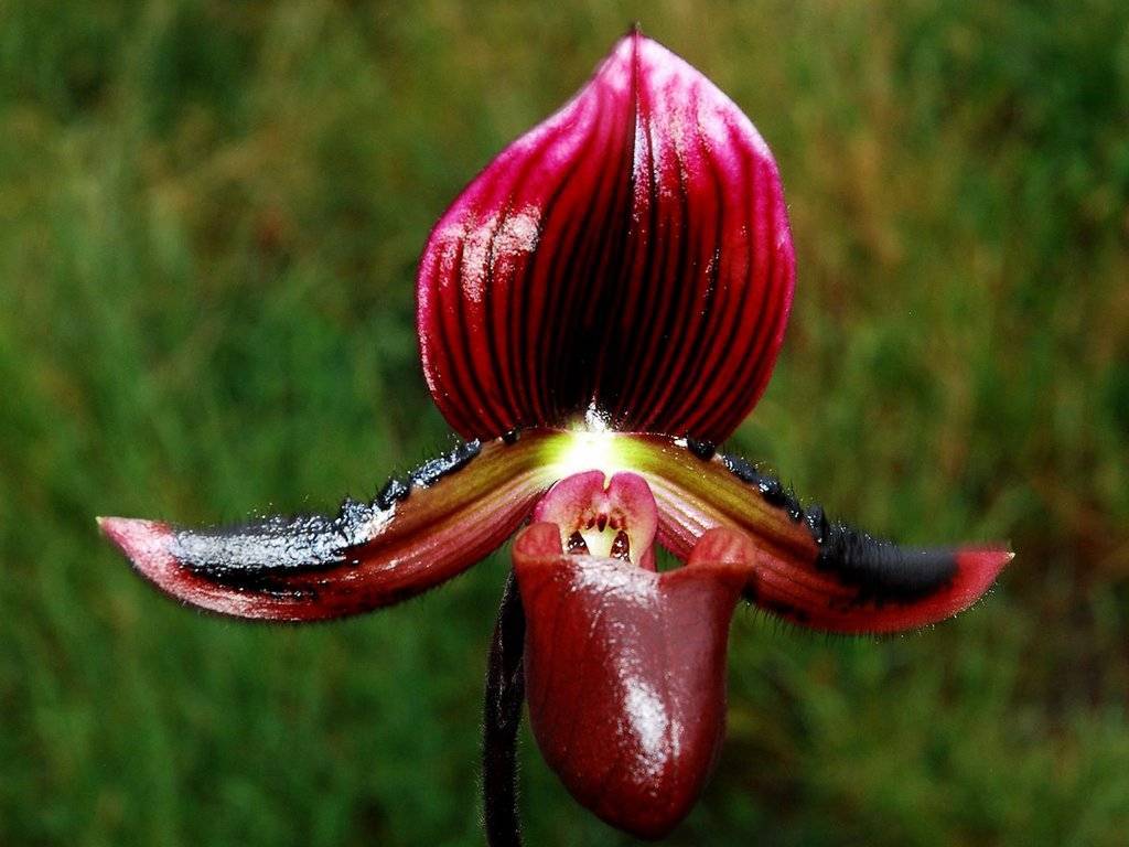 «венерины башмачки», или пафиопедилум — легенда среди комнатных орхидей