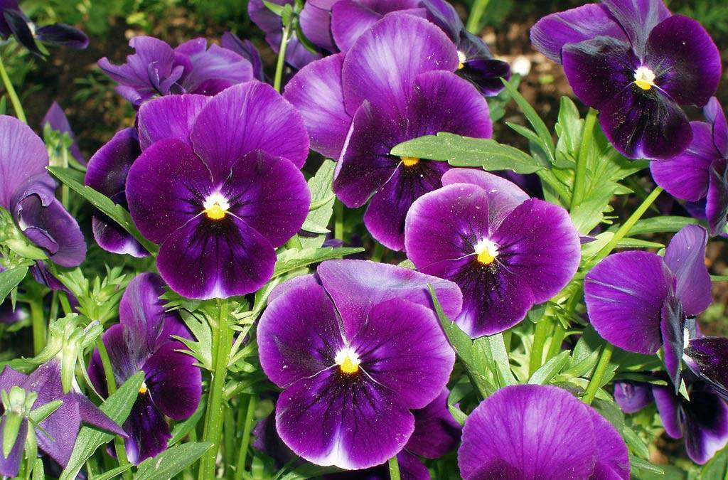 Цветы виола: особенности выращивания на садовом участке