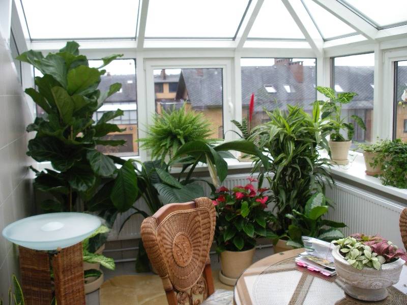 Зимний сад в частном доме: конструкция и правила полива, отопление и освещение растений в саду