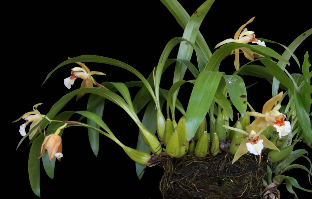 Орхидея целогина: выращивание дома и пересадка