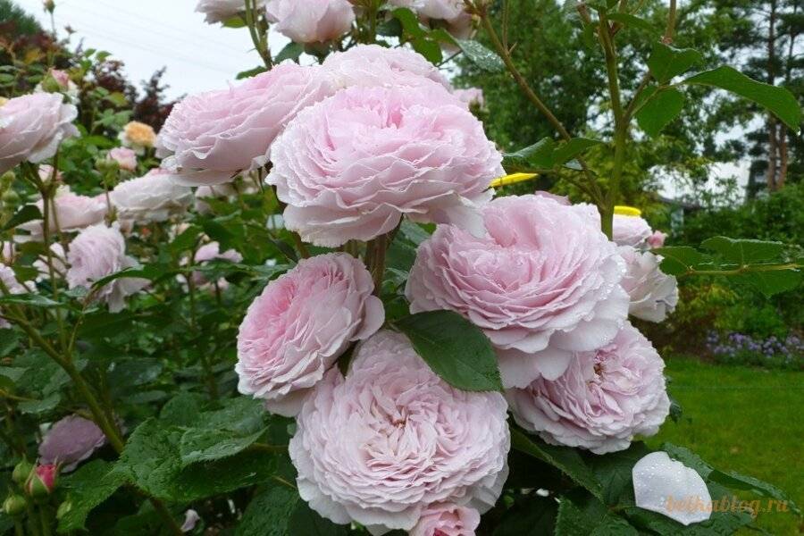 Английские парковые розы дэвида остина