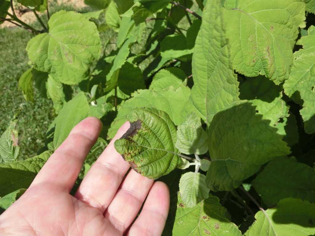 Листья гортензии: почему краснеют у метельчатой и крупнолистной, причины, что делать