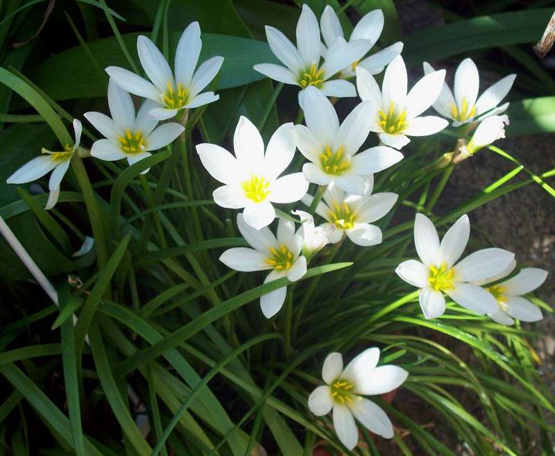 Цветок зефирантес: виды фото и названия, выращивание в домашних условиях, посадка и уход в открытом грунте, пересадка и размножение