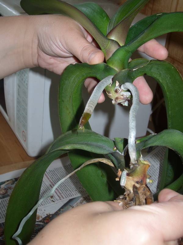 Орхидея фаленопсис в домашних условиях: уход, фото, пересадка