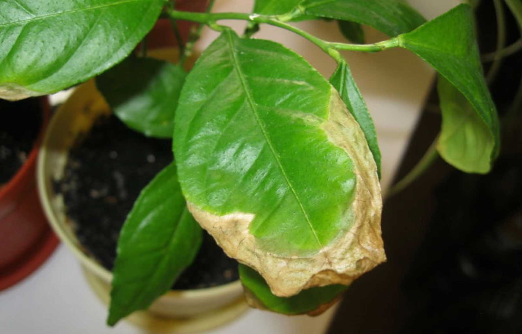 Почему лимон сбрасывает листья и что делать: основные болезни и вредители, способы борьбы с ними