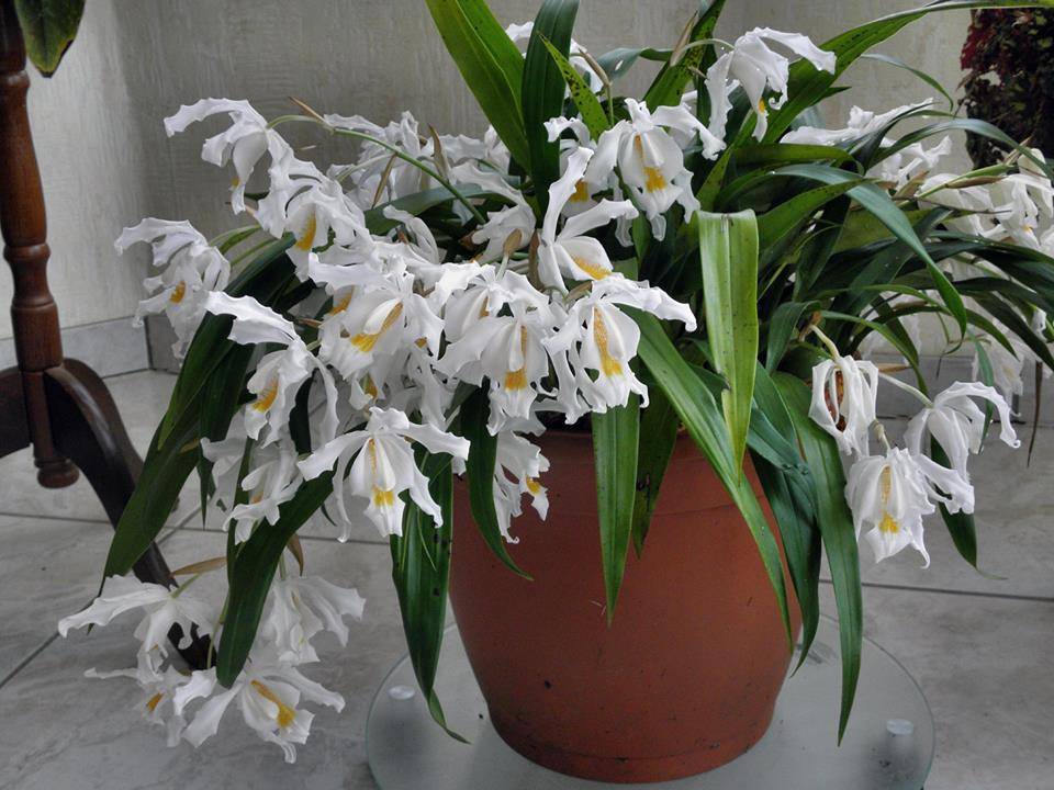 Особенности выращивания орхидеи целогина