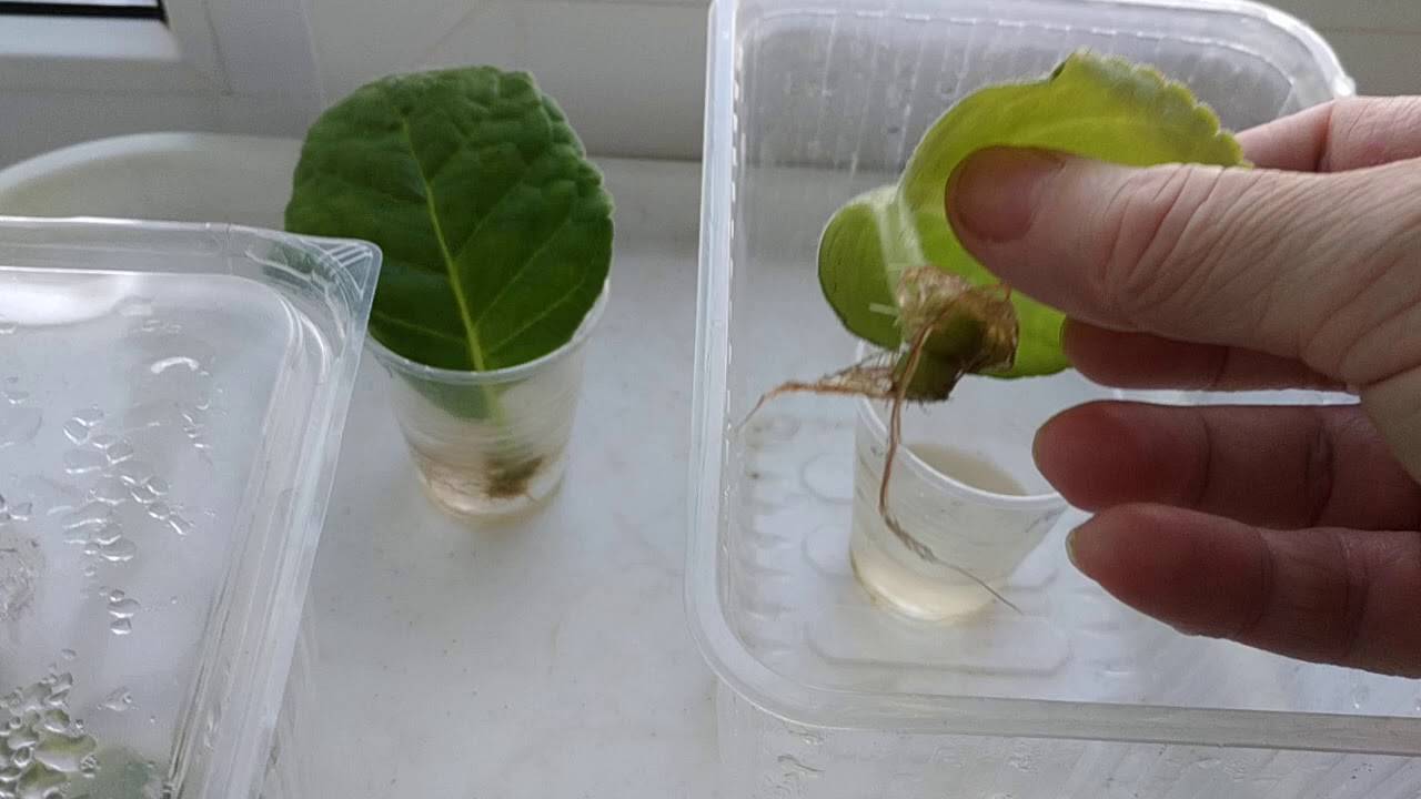 Размножение глоксинии из семян в домашних условиях: пошаговый рецепт с фото