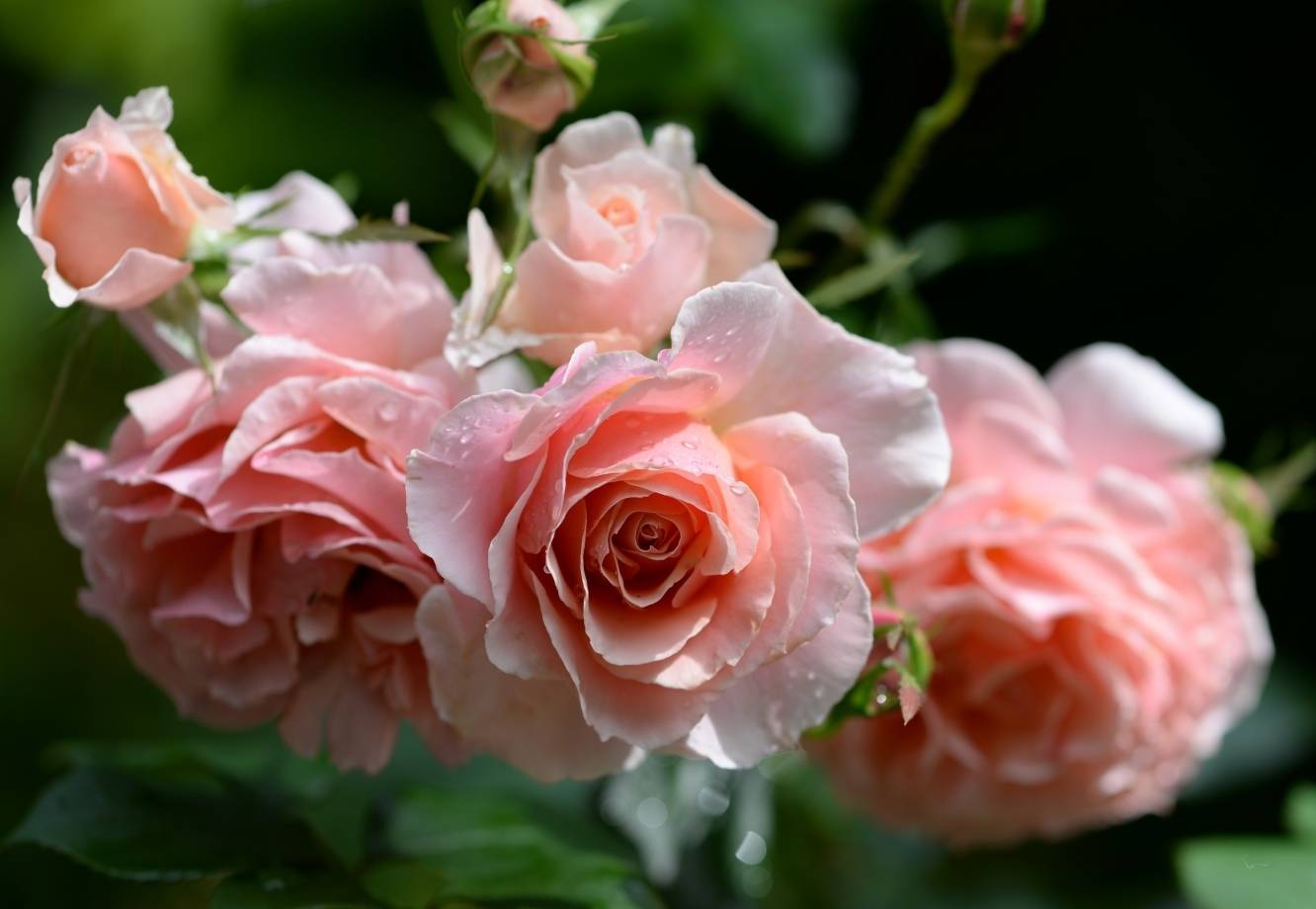 Роза флорибунда – посадка и уход, описание сортов и выращивания