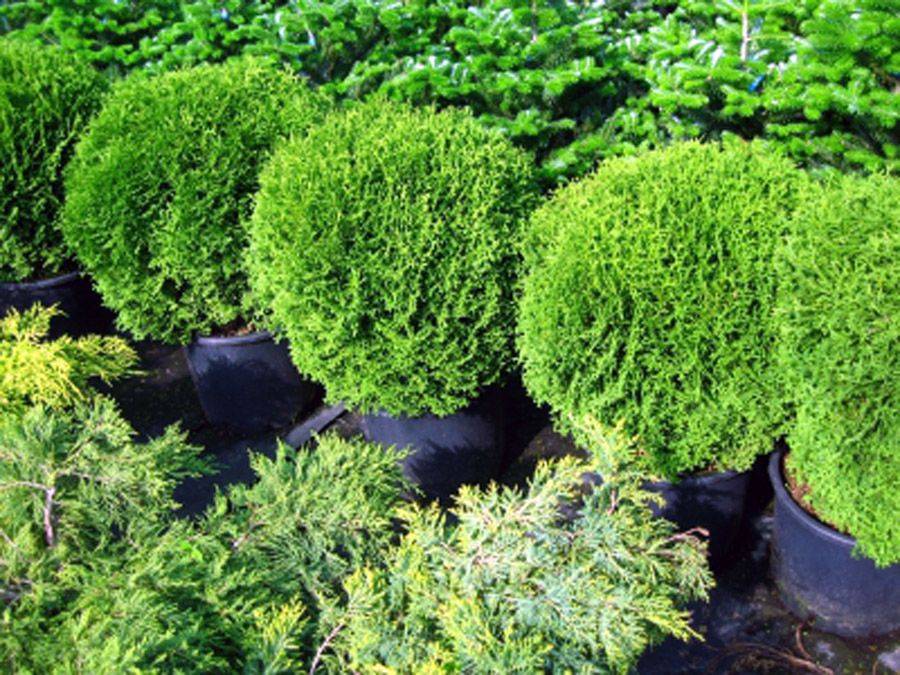 Туи смарагд, даника в ландшафтном дизайне: как красиво посадить, схемы шаровидных туй на клумбах
 - 20 фото