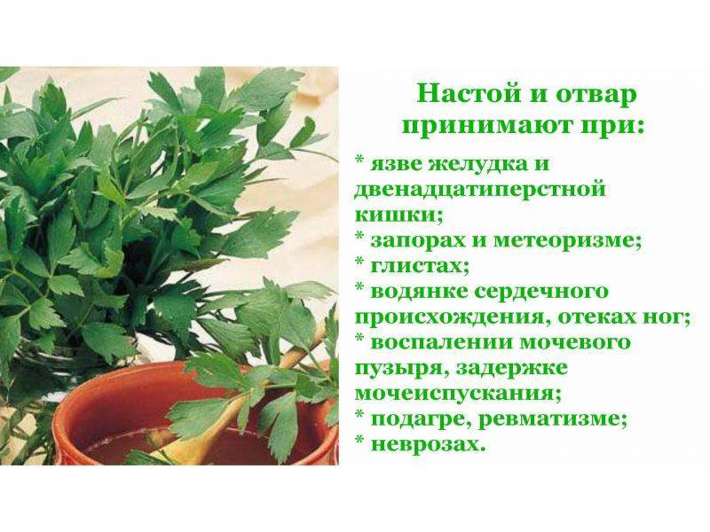 Любисток: полезные свойства и противопоказания, лечебные рецепты, роль в кулинарии и косметологии