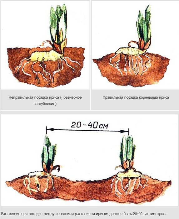 Невероятный лилейник: особенности посадки, ухода и размножения в открытом грунте