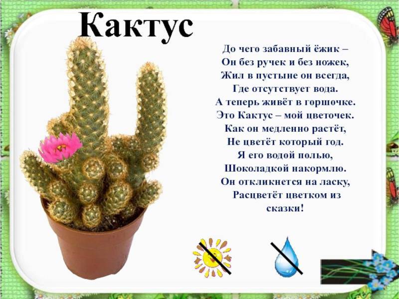 Опунция – описание с фото кактуса; его выращивание и полезные свойства