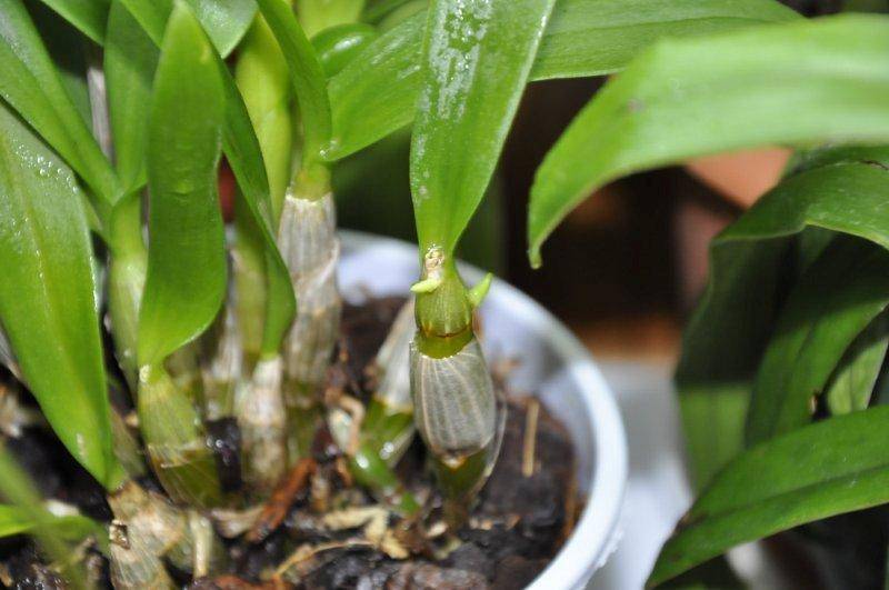 Как посадить деток орхидеи фаленопсис?