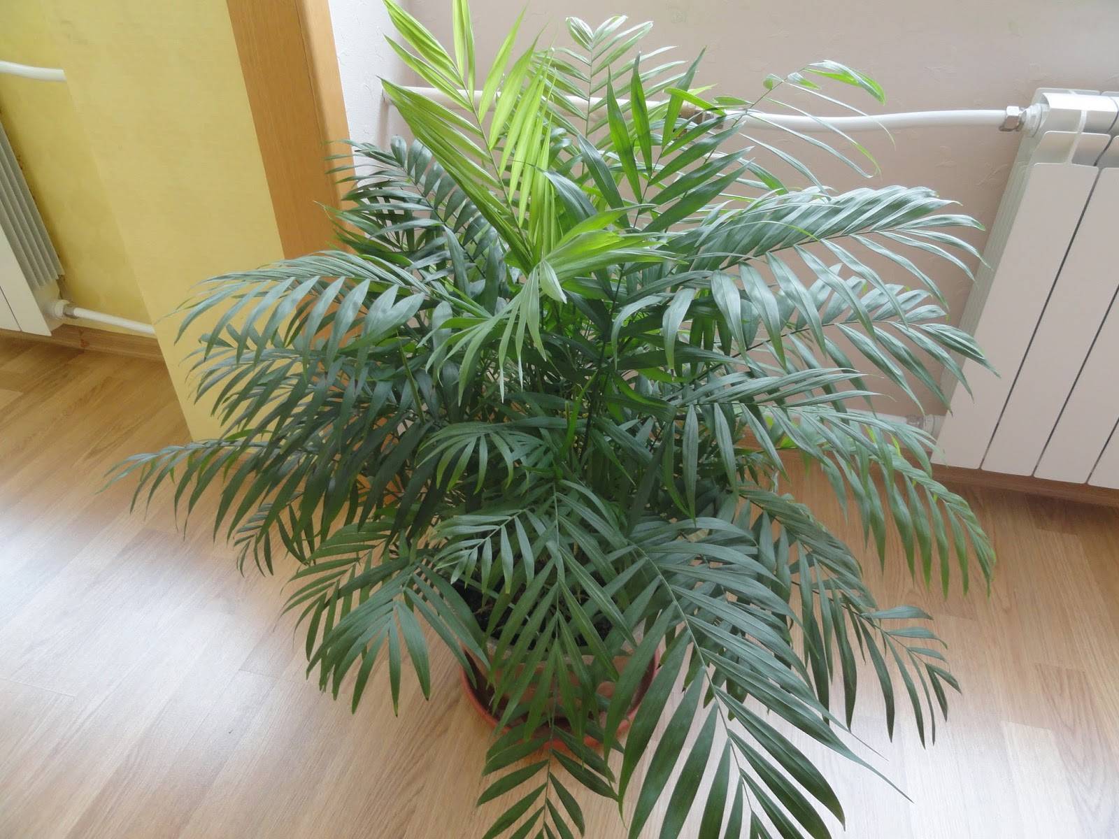 Хамедорея — лучшая пальма для размещения внутри комнат