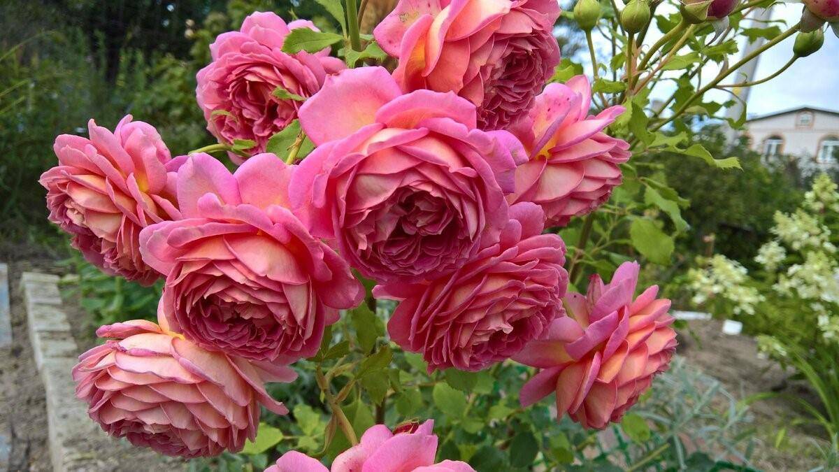 Кустовая роза "джубили селебрейшн": описание и фото