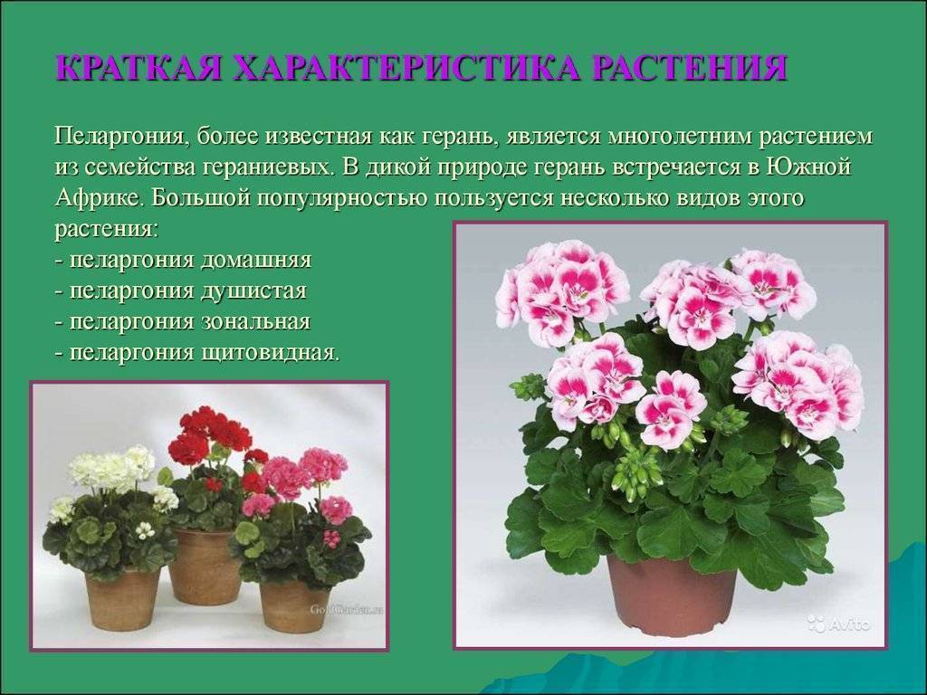 Герань душистая (пеларгония): как ухаживать за комнатным растением и размножать его в домашних условиях