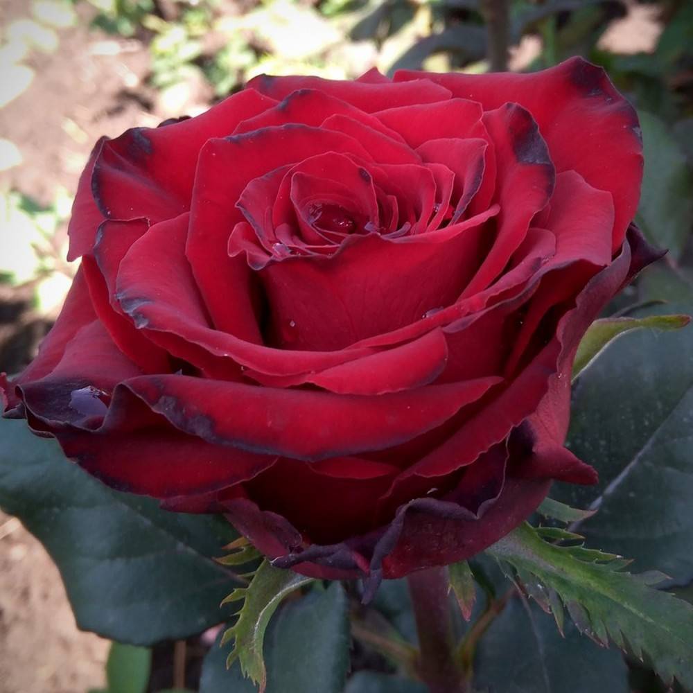Роза гранд гала розова описание отзывы. роза чайно-гибридная grand gala. условия для выращивания