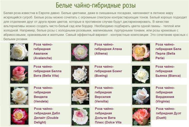 Роза моника: фото и описание чайно-гибридного сорта, посадка и уход, применение