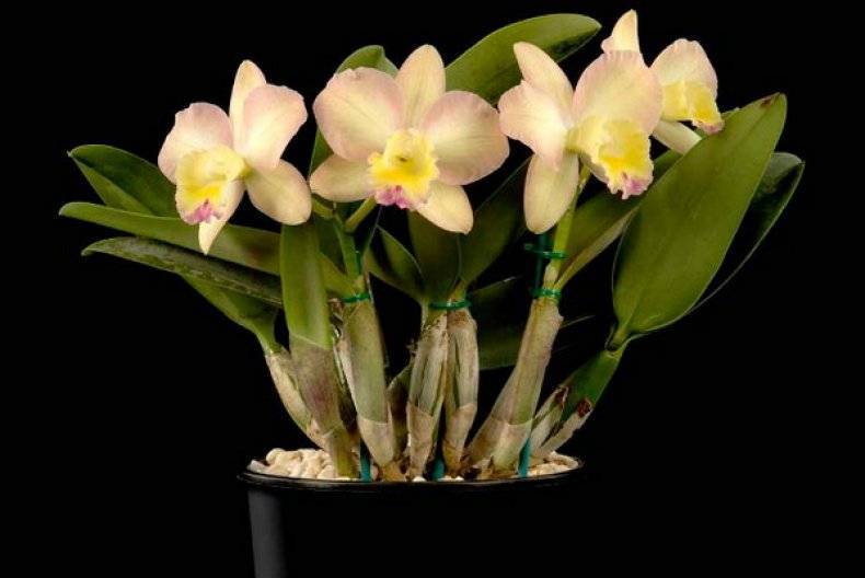 Орхидея каттлея в домашних условиях: уход, фото, размножение, пересадка