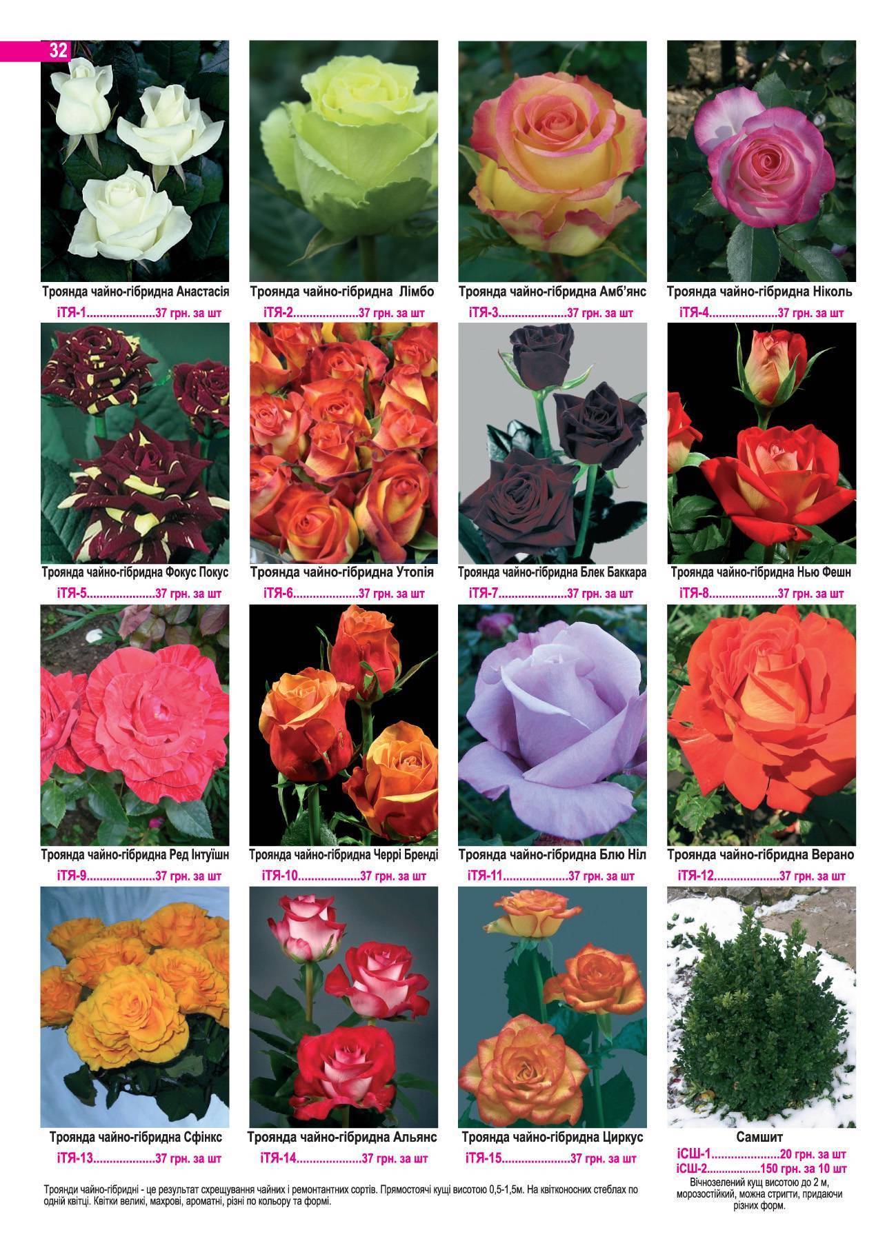 Фокус покус - описание сорта розы, плюсы и минусы, правила ухода | розоцвет